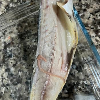 Bando Seafood Uskumru Filetosu Buzlu Ve Parazit Sağlık Şoku