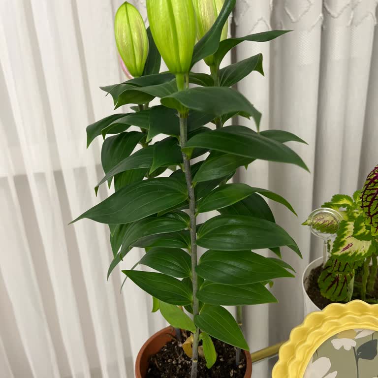 Talep Ettiğim Beton Saksı Yerine Plastik Saksı Ve Açılmamış Çiçek Gönderildi