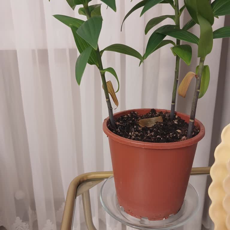 Beton Saksı Beklerken Plastik Aldım Ve Çiçekler Soldu