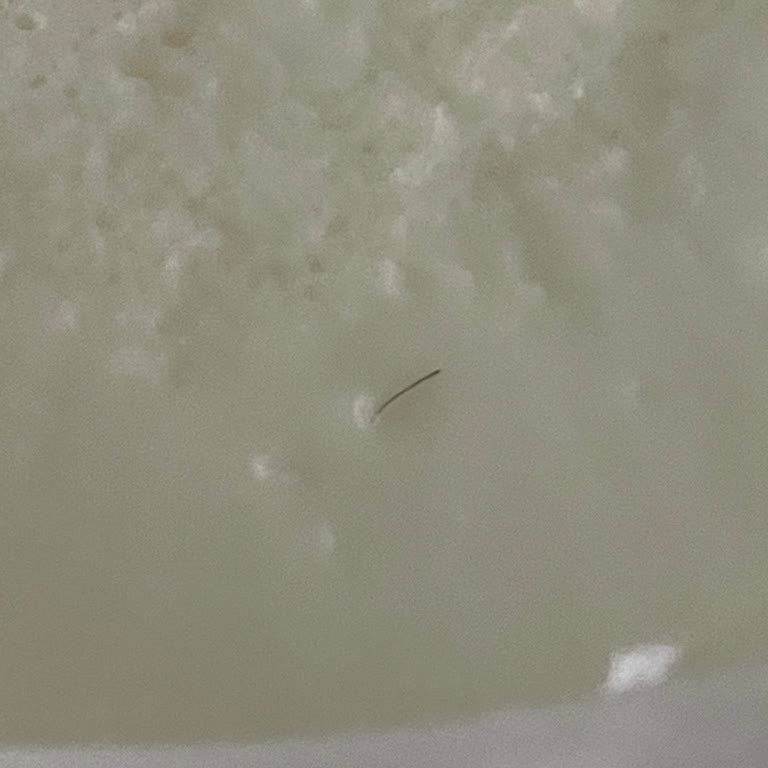 Biçen Market’ten Sütaş Kaymaksız Yoğurtta Kıl Görüldü Ve Ücret İadesi Talep Edildi