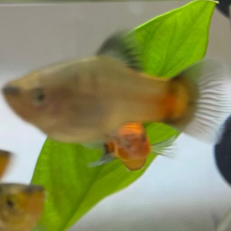 Cikletist Akvaryum Petshop Güvenim Kalmadı