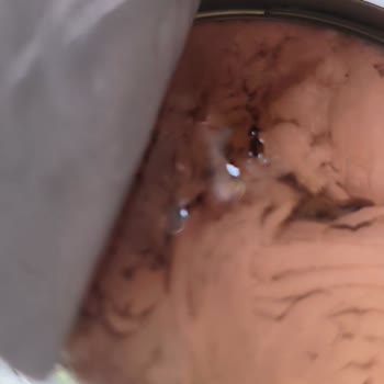 Fide Ton Balığı Konservesinde Küflenme Ve Sağlık Riski