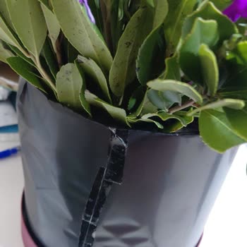 Solmuş Ve Böceklenmiş Çiçekler İçin Yetersiz İade Teklifi