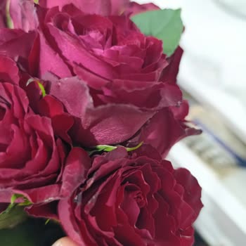 Sevgililer Günü Çiçeği Kırılmış, Kurumuş Ve Eksik Gönderildi: İade Talebi