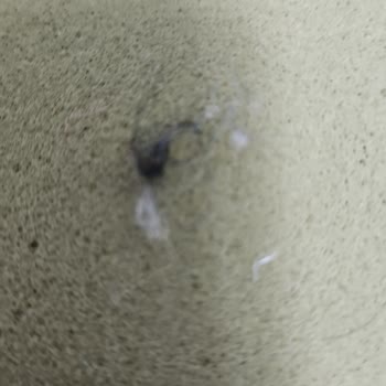 Lütuf Halı Yıkama’da Sünger Yıkama Hizmetinde Kalitesiz İşlem Ve Ücret İadesi Talebi