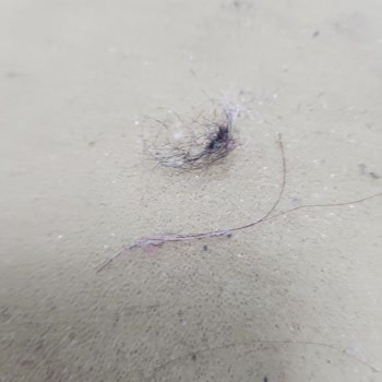 Lütuf Halı Yıkama’da Sünger Yıkama Hizmetinde Kalitesiz İşlem Ve Ücret İadesi Talebi