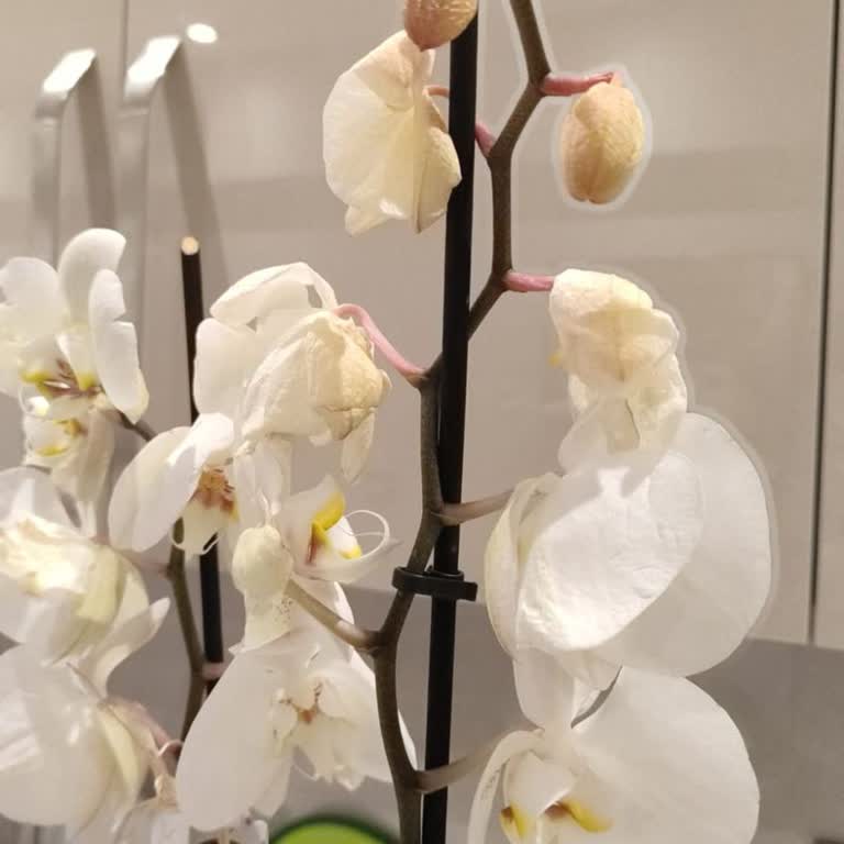 Hastalıklı Orkide Buketi Ve Cevapsız Müşteri Hizmetleri