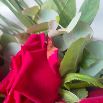 Bozuk Ve Küflü Gül Buketi İçin Hızlı Çözüm Talebi