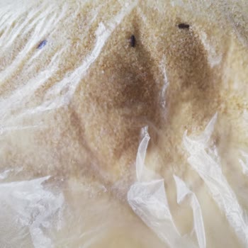 A101 Muratpaşa Şubesinde İrmik Ve Patateslerde Böcek Ve Kurt Sorunu, İade Reddi