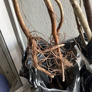 Fest Danışmanlık Ve Depolama Köklü Fidan Yerine Kuru Dal Gönderimi