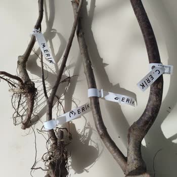 Fest Danışmanlık Ve Depolama Köklü Fidan Yerine Kuru Dal Gönderimi