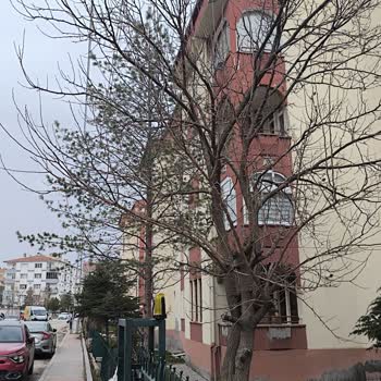 Sincan’da Elektrik Hatlarına Yaslanan Ağaçlar İçin Acil Budama Talebi