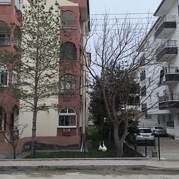 Sincan’da Elektrik Hatlarına Yaslanan Ağaçlar İçin Acil Budama Talebi