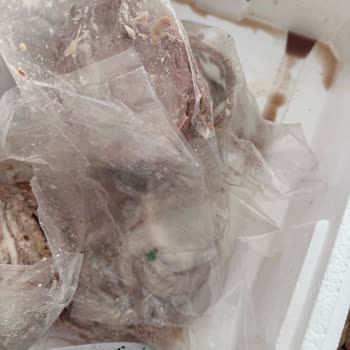 Kral Kokoreç'ten Donuk Ve Çiğ Kokoreç, Yanıtsız Ve İade Talebi