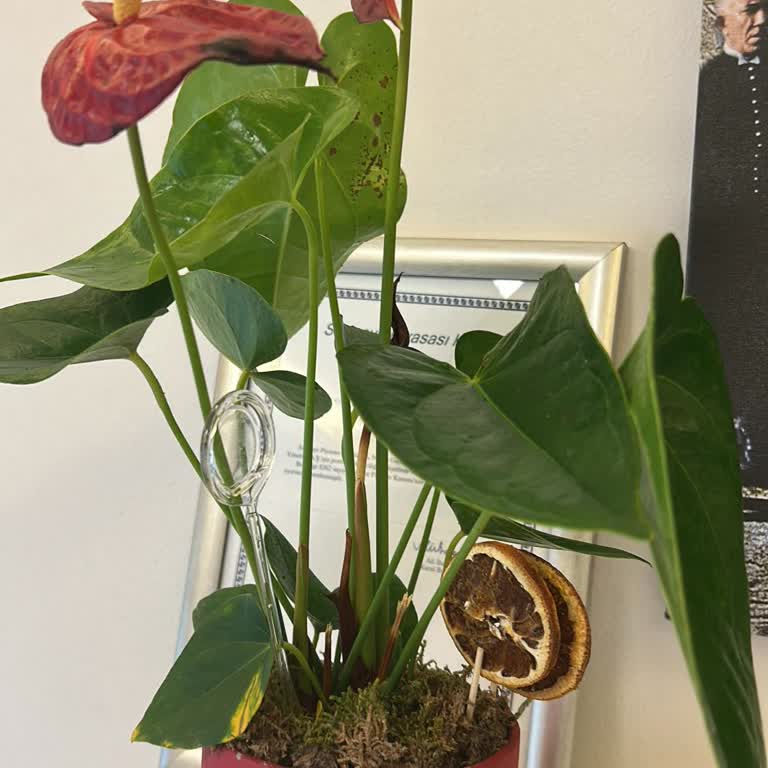 Sevgililer Günü İçin Yanlış Ve Kurumuş Çiçek, İade İstiyorum