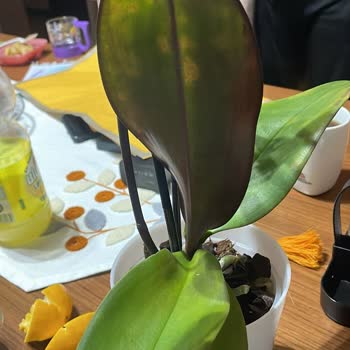 Küflü Çiçekler Ve Haksız Ücret: Değişim Veya İade Talebi