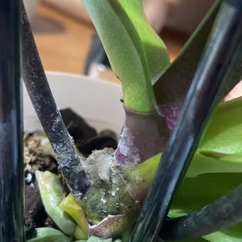 Küflü Çiçekler Ve Haksız Ücret: Değişim Veya İade Talebi