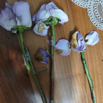 Çiçek Sepeti'nden Bozuk Çiçek Teslimatı Ve Cevapsız Müşteri Hizmeti