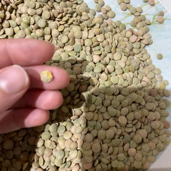 Kalitem Market'te Satılan Mercimekte Böcek Keşfi Ve Güven Sarsıntısı