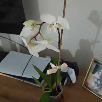 Orkide Siparişimde Görsel Ve Kalite Uyuşmazlığı