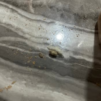 BİM Mağazasında Ekmekte Taş Parçası Bulundu Sağlık Riski