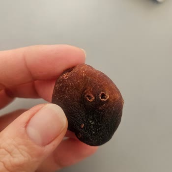 Kuru Kayısında Larvalar Bulunması