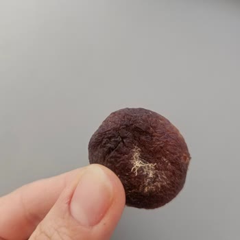 Kuru Kayısında Larvalar Bulunması