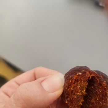 Kuru Kayısında Larvalar Bulunması