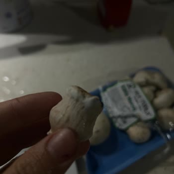 Karatay A101 Şubesinde Son Kullanma Tarihi Dolmuş Ve Küflü Mantar, İade Talebi