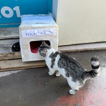 Yeni Mağaza Müdürünün Kedilere Yönelik Kararı Mahalle Huzurunu Bozuyor