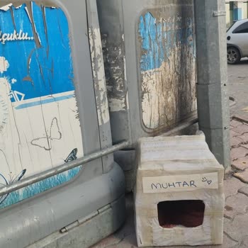 Yeni Mağaza Müdürünün Kedilere Yönelik Kararı Mahalle Huzurunu Bozuyor