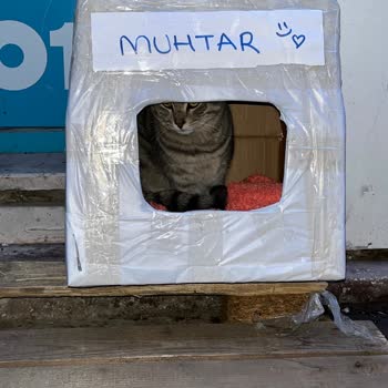 Yeni Mağaza Müdürünün Kedilere Yönelik Kararı Mahalle Huzurunu Bozuyor