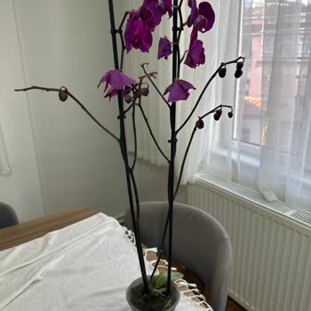 Sipariş Edilen Çiçek Görselle Uyuşmuyor, Solmuş Ve Saksısız Geldi