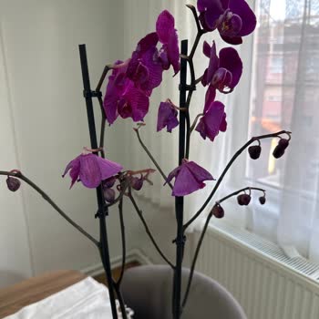 Sipariş Edilen Çiçek Görselle Uyuşmuyor, Solmuş Ve Saksısız Geldi