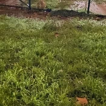 Köpeklerin Futbol Sahasını Kirletmesi Çocukların Oyun Alanını Tehlikeye Atıyor