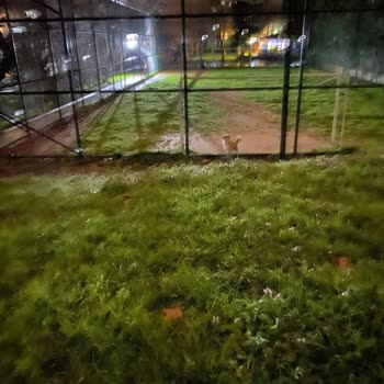 Köpeklerin Futbol Sahasını Kirletmesi Çocukların Oyun Alanını Tehlikeye Atıyor