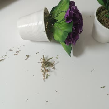 N11'de Yanlış Çiçek Gönderimi Ve Müşteri Hizmetlerinden Cevapsızlık