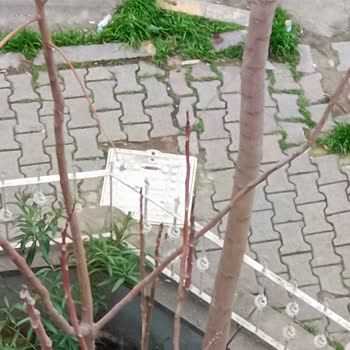 Fiber Altyapısı Olmayan Binamız İçin Acil Geri Dönüş Talebi