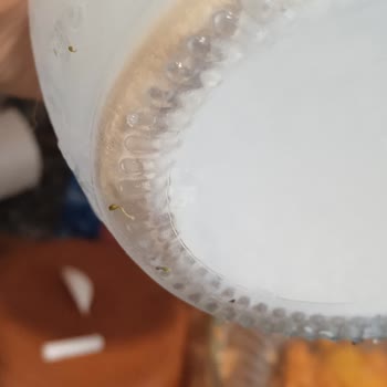 Mandamia Sütünde Siyah Kalıntılar Ve Hijyen Sorunu