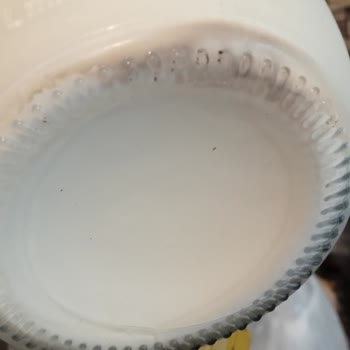 Mandamia Sütünde Siyah Kalıntılar Ve Hijyen Sorunu