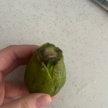 Migros Sanal Market Avokado Siparişinde Kalitesiz Ve Bozulmuş Ürün Şikayeti