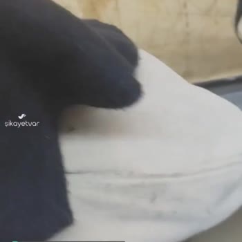Mavi'den Alınan Şal Tüyleniyor