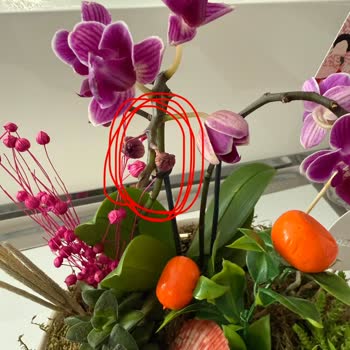 Hastalıklı Çiçek Gönderimi Ve Müşteri Hizmetlerinin Yetersizliği