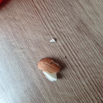 Çiğ Bademde Kurt Bulunması Sağlık Endişesi Yaratıyor