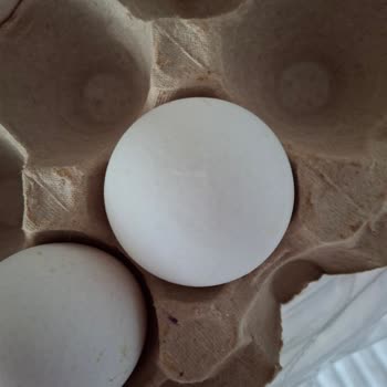 Damgasız Yumurta Kolisi Gıda Güvenliğini Tehdit Ediyor