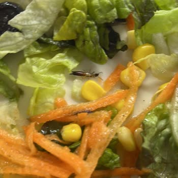 Tavuk Dünyası Şubesinde Böcekli Salata Ve Hijyen Sorunu