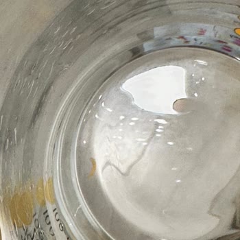 Damacana Suda Görülen Kurt, Sağlık Endişesi Ve Acil İnceleme Talebi