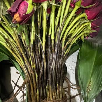 Sevgililer Günü Buketinde Gecikme Ve Çürük Güller Nedeniyle Tam İade İstiyorum