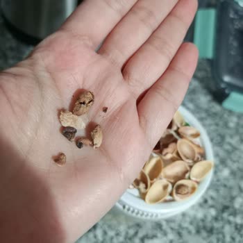 Boş Ve Kurumuş Antep Fıstığı İçin İade Talebi