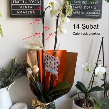 Solmuş Orkide Ve Boş Kart İçin Tazecicek.com'a Şikayet